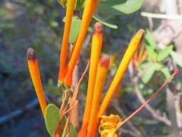 Moquiniella rubra uneven bud tube thickness